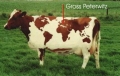 Bauer aus Peterwitz hat eine neue Kuh
